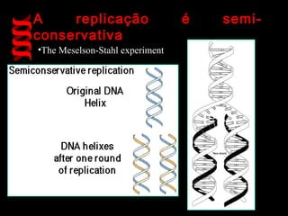 A    replicação                  é   semi-
conservativa
•The Meselson-Stahl experiment
 