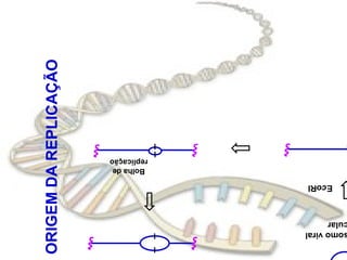 omo viral
ular
  EcoRI
             Bolha de
            replicação
                         ORIGEM DA REPLICAÇÃO
 