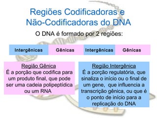 Regiões Codificadoras e
        Não-Codificadoras do DNA
            O DNA é formado por 2 regiões:

   Intergênicas     Gênicas     Intergênicas      Gênicas


      Região Gênica                 Região Intergênica
É a porção que codifica para    É a porção regulatória, que
 um produto final, que pode    sinaliza o início ou o final de
ser uma cadeia polipeptídica    um gene, que influencia a
        ou um RNA              transcrição gênica, ou que é
                                  o ponto de início para a
                                    replicação do DNA
 
