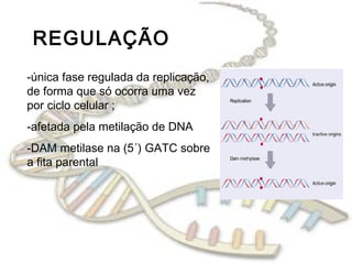 REGULAÇÃO
-única fase regulada da replicação,
de forma que só ocorra uma vez
por ciclo celular ;
-afetada pela metilação de DNA
-DAM metilase na (5´) GATC sobre
a fita parental
 