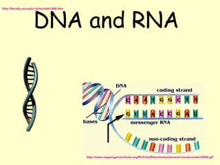 DNA and RNA
http://faculty.uca.edu/~johnc/mbi1440.htm




                                            http://www.wappingersschools.org/RCK/staff/teacherhp/johnson/visualvocab/mRNA.gif
 