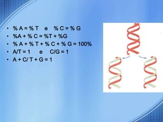•   %A=%T e %C=%G
•   %A + % C = %T + %G
•   % A + % T + % C + % G = 100%
•   A/T = 1    e C/G = 1
•   A + C/ T + G = 1
 