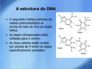 A estrutura do DNA

• O esqueleto fosfato-pentose da
  cadeia polinucleotídica se
  enrola do lado de fora da dupla
  hélice.
• As bases nitrogenadas estão
  voltadas para o centro.
• As duas cadeias estão unidas
  por pontes de H entre as bases
  especificamente pareadas:
 