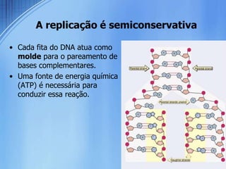 A replicação é semiconservativa

• Cada fita do DNA atua como
  molde para o pareamento de
  bases complementares.
• Uma fonte de energia química
  (ATP) é necessária para
  conduzir essa reação.
 
