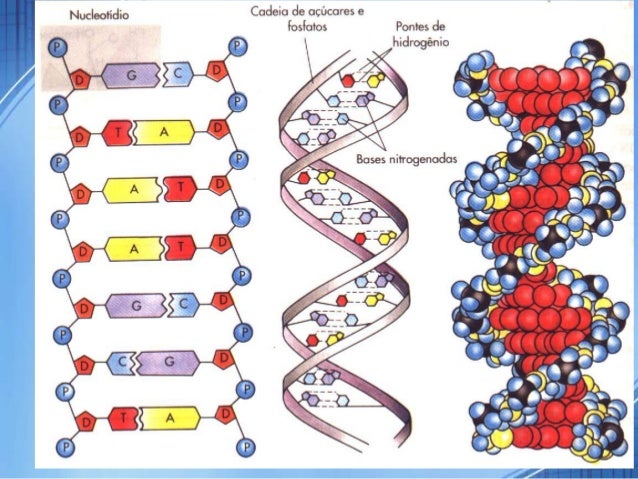 Dna