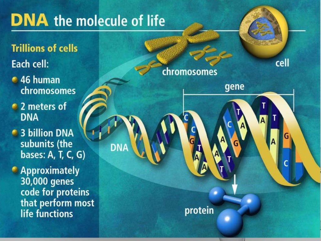 Dna the code of life . a shot lesson for grade 12 learners