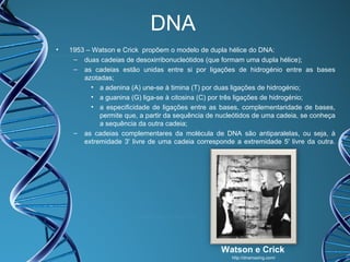 DNA
•

1953 – Watson e Crick propõem o modelo de dupla hélice do DNA:
– duas cadeias de desoxirribonucleótidos (que formam uma dupla hélice);
– as cadeias estão unidas entre si por ligações de hidrogénio entre as bases
azotadas;
• a adenina (A) une-se à timina (T) por duas ligações de hidrogénio;
• a guanina (G) liga-se à citosina (C) por três ligações de hidrogénio;
• a especificidade de ligações entre as bases, complementaridade de bases,
permite que, a partir da sequência de nucleótidos de uma cadeia, se conheça
a sequência da outra cadeia;
– as cadeias complementares da molécula de DNA são antiparalelas, ou seja, à
extremidade 3' livre de uma cadeia corresponde a extremidade 5' livre da outra.

Watson e Crick
http://dnamazing.com/

 