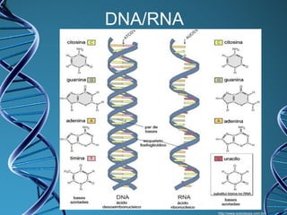 DNA/RNA

http://www.sobiologia.com.br/

 