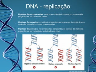 DNA - replicação
•

Hipótese Semi-conservativa: cada nova moléculaé formada por uma cadeia
progenitora e por uma nova cadeia.

•

Hipótese Conservativa: a molécula progenitora serve apenas de molde à nova
molécula, formadas por duas novas cadeias.

•

Hipótese Dispersiva: a nova molécula é constituída por porções da molécula
progenitora e por nucleótidos sintetizados de novo.

http://www.esec-odivelas.rcts.pt/

 