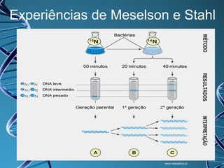 Experiências de Meselson e Stahl
•

2.ª experiência – cultivaram novamente bactérias E.coli num meio de cultura com 15N.
Após várias gerações de bactérias se terem desenvolvido no meio com azoto pesado,
foram transferidas para um meio de cultura com azoto normal ( 14N).
– Verificaram que as bactérias com azoto pesado utilizaram o azoto normal para
produzirem novas cadeias de DNA.
– Assim, na primeira geração, cada molécula de DNA apresentou uma cadeia de
nucleótidos com 15N (que provinha da geração parental) e outra com 14N (formada
com nucleótidos que incorporaram o azoto presente no meio). Desta forma as
moléculas de DNA apresentaram uma densidade intermédia entre DNA com 15N e
DNA com 14N.

www.netexplica.pt

 