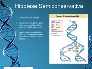 Hipótese Semiconservativa
1. Desenrolamento do DNA.
2. Rompimento das pontes de H
entre bases complementares
(enzimas – DNA polimerases).
3. Incorporação de nucleótidos do
meio, por complementaridade,
com formação de duas novas
cadeias.

http://www.youtube.com/watch?v=zdDkiRw1PdU

 