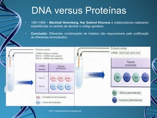 DNA versus Proteínas
•

1961/1968 – Marshall Niremberg, Har Gobind Khorana e colaboradores realizaram
experiências no sentido de decifrar o código genético.

•

Conclusão: Diferentes combinações de tripletos são responsáveis pela codificação
de diferentes aminoácidos.

http://11biogeogondomar.blogspot.pt/

 