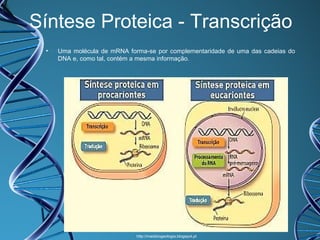 Síntese Proteica - Transcrição
•

Uma molécula de mRNA forma-se por complementaridade de uma das cadeias do
DNA e, como tal, contém a mesma informação.

http://maisbiogeologia.blogspot.pt

 