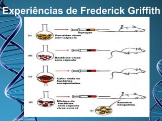 Experiências de Frederick Griffith

http://www.prof2000.pt/

 