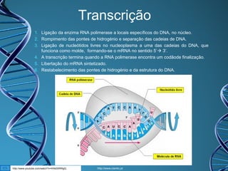 Transcrição
1. Ligação da enzima RNA polimerase a locais específicos do DNA, no núcleo.
2. Rompimento das pontes de hidrogénio e separação das cadeias de DNA.
3. Ligação de nucleótidos livres no nucleoplasma a uma das cadeias do DNA, que
funciona como molde, formando-se o mRNA no sentido 5’ 3’.
4. A transcrição termina quando a RNA polimerase encontra um codãode finalização.
5. Libertação do mRNA sintetizado.
6. Restabelecimento das pontes de hidrogénio e da estrutura do DNA.

http://www.youtube.com/watch?v=HIIk00RRlgQ

http://www.cientic.pt

 