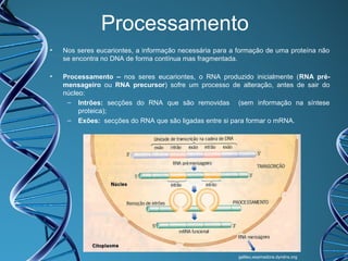 Processamento
•

Nos seres eucariontes, a informação necessária para a formação de uma proteína não
se encontra no DNA de forma contínua mas fragmentada.

•

Processamento – nos seres eucariontes, o RNA produzido inicialmente (RNA prémensageiro ou RNA precursor) sofre um processo de alteração, antes de sair do
núcleo:
– Intrões: secções do RNA que são removidas (sem informação na síntese
proteica);
– Exões: secções do RNA que são ligadas entre si para formar o mRNA.

galileu.esamadora.dyndns.org

 