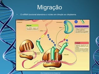 Migração
•

O mRNA funcional abandona o núcleo em direção ao citoplasma.

http://amigodasciencias.blogspot.pt/

 