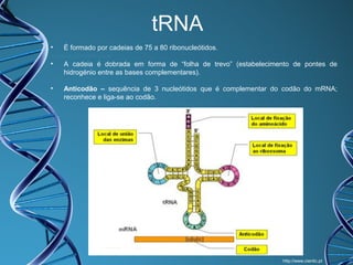 tRNA
•

É formado por cadeias de 75 a 80 ribonucleótidos.

•

A cadeia é dobrada em forma de “folha de trevo” (estabelecimento de pontes de
hidrogénio entre as bases complementares).

•

Anticodão – sequência de 3 nucleótidos que é complementar do codão do mRNA;
reconhece e liga-se ao codão.

http://www.cientic.pt

 