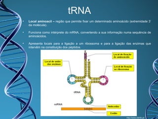 tRNA
•

Local aminoacil – região que permite fixar um determinado aminoácido (extremidade 3’
da molécula).

•

Funciona como intérprete do mRNA, convertendo a sua informação numa sequência de
aminoácidos.

•

Apresenta locais para a ligação a um ribossoma e para a ligação das enzimas que
intervêm na constituição dos péptidos.

http://www.cientic.pt

 