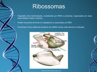 Ribossomas
•

Organelos não membranares, constituídos por rRNA e proteínas, organizados em duas
subunidades (maior e menor).

•

Podem encontrar-se livres no citoplasma ou associados ao RER.

•

Funcionam como sistemas de leitura do mRNA; locais onde decorre a tradução.

http://www.andomeioloki.xpg.com.br/

 