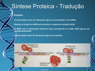 Síntese Proteica - Tradução
Iniciação
•A subunidade menor do ribossoma liga-se à extremidade 5’ do mRNA.
•Desliza ao longo do mRNA até encontrar o codão de iniciação (AUG).
•O tRNA com o aminoácido metionina (que corresponde ao codão AUG) liga-se por
complementaridade.
•A subunidade maior do ribossoma liga-se ao conjunto.

Areal Editores

 