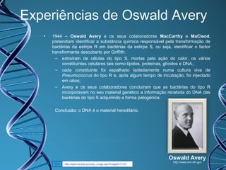 Experiências de Oswald Avery
•

1944 – Oswald Avery e os seus colaboradores MacCarthy e MaCleod,
pretendiam identificar a substância química responsável pela transformação de
bactérias da estirpe R em bactérias da estirpe S, ou seja, identificar o factor
transformante descoberto por Griffith:
– extraíram de células do tipo S, mortas pela ação do calor, os vários
constituintes celulares tais como lípidos, proteínas, glícidos e DNA.;
– cada constituinte foi espalhado isoladamente numa cultura viva de
Pneumococcus do tipo R e, após algum tempo de incubação, foi injectado
em ratos;
– Avery e os seus colaboradores concluíram que as bactérias do tipo R
incorporavam no seu material genético a informação recebida do DNA das
bactérias do tipo S adquirindo a forma patogénica.
Conclusão: o DNA é o material hereditário.

Oswald Avery
http://www.biorede.pt/zoom_image.asp?ImageID=3143

http://www.nlm.nih.gov

 