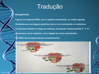 Tradução
Alongamento
•Liga-se um segundo tRNA, com o respetivo aminoácido, ao codão seguinte.
•Estabelece-se uma ligação peptídica entre o novo aminoácido e a metionina.
•O ribossoma desliza ao longo da molécula, avançando 3 bases (sentido 5’  3’).
•O processo vai-se repetindo, com a ligação de novos aminoácidos.
•Os tRNA vão-se desprendendo sucessivamente.

Areal Editores

 