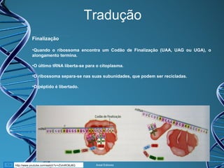 Tradução
Finalização
•Quando o ribossoma encontra um Codão de Finalização (UAA, UAG ou UGA), o
alongamento termina.
•O último tRNA liberta-se para o citoplasma.
•O ribossoma separa-se nas suas subunidades, que podem ser recicladas.
•O péptido é libertado.

http://www.youtube.com/watch?v=rZvInRO6J8Q

Areal Editores

 
