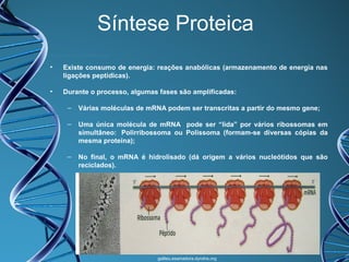 Síntese Proteica
•

Existe consumo de energia: reações anabólicas (armazenamento de energia nas
ligações peptídicas).

•

Durante o processo, algumas fases são amplificadas:
–

Várias moléculas de mRNA podem ser transcritas a partir do mesmo gene;

–

Uma única molécula de mRNA pode ser “lida” por vários ribossomas em
simultâneo: Polirribossoma ou Polissoma (formam-se diversas cópias da
mesma proteína);

–

No final, o mRNA é hidrolisado (dá origem a vários nucleótidos que são
reciclados).

galileu.esamadora.dyndns.org

 