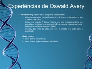 Experiências de Oswald Avery
•

Oswald Avery efetuou ainda o seguinte procedimento:
– obteve uma mistura de bactérias do tipo R vivas com bactérias do tipo
S mortas pelo calor;
– tratou uma amostra A dessa mistura com uma protease (enzima que
degrada as proteínas) e uma amostra B da mesma mistura com uma
DNAase (enzima que degrada o DNA);
– inoculou dois lotes de ratos, um com a amostra A e outro com a
amostra B.
Observações:
 ratos do lote A morreram;
 ratos do lote B permaneceram saudáveis.

 