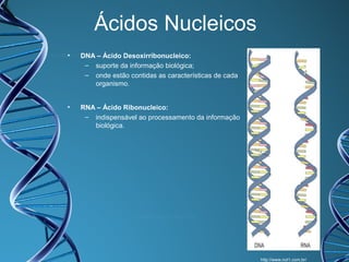 Ácidos Nucleicos
•

DNA – Ácido Desoxirribonucleico:
– suporte da informação biológica;
– onde estão contidas as características de cada
organismo.

•

RNA – Ácido Ribonucleico:
– indispensável ao processamento da informação
biológica.

http://www.not1.com.br/

 