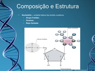 Composição e Estrutura
•

Nucleótido – unidade básica dos ácidos nucleicos:
– Grupo Fosfato;
– Pentose;
– Base Azotada.

http://www.e-escola.pt/

http://www.e-escola.pt/t

 