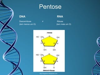 Pentose
DNA
Desoxirribose
(tem menos um O)

RNA
≠

Ribose
(tem mais um O)

http://bioglossa.wikispaces.com

 
