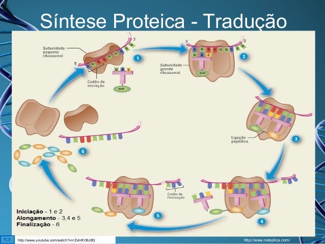 Síntese Proteica: Etapas Transcrição E Tradução [Resumo] – HQLZO