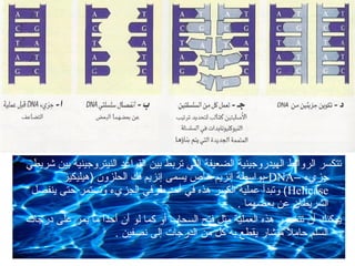 ‫تتكسر الروابط الهيدروجينية الضعيفة التي تربط بين القواعد النيتروجينية بين شريطي‬
‫جزيء –‪-DNA‬بواسطة إنزيم خاص يسمى إنزيم فك الحلزون )هيليكيز‬
‫‪ ( Helicase‬وتبدأ عملية الكسر هذه في أحد طرفي الجزيء وتستمر حتى ينفصل‬
‫الشريطان عن بعضهما .‬
‫يمكنك أن تتصور هذه العملية مثل فتح السحاب أو كما لو أن أحدا ما يمر على درجات‬
‫ ً‬
‫السلم حامال منشار يقطع به كل من الدرجات إلى نصفين .‬
‫ ً‬

 