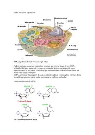 ácidos nucleicos e proteínas.

DNA, um polímero de nucleótidos em dupla hélice

Cada organismo possui um património genético que o torna único. O seu DNA,
molécula biológica universal, é o suporte molecular da informação genética que
coordena todas as atividades celulares e que é transmitida a todas as células-filhas no
decurso do desenvolvimento
O DNA contém a "linguagem" da vida. A identificação da composição e estrutura desta
biomolécula constitui marco muito importante na biologia molecular.
Como é constituída a molécula de DNA?

 
