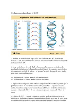 Qual a estrutura da molécula de DNA?

A proposta de um modelo em dupla hélice para a estrutura do DNA, efetuada por
Watson e Crick, é indubitavelmente umas das maiores conquistas científicas da segunda
metade do século XX.
A longa molécula, em forma de dupla hélice, assemelha-se a uma escada de corda
enrolada helicoidalmente. As bandas laterais da hélice são formadas por grupos fosfato,
alternando com molécula de açúcar, e os "degraus" centrais são pares de bases ligados
entre si por pontes de hidrogénio.
- A adenina liga-se à timina, por duas ligações hidrogénio.
- A guanina liga-se à citosina, por três ligações hidrogénio.
A especificidade de ligações entre as bases, complementaridade de bases, permite que, a
partir da sequência de nucleótidos de uma cadeia, se conheça a sequência da outra
cadeia. As cadeias complementares da molécula de DNA são moléculas antiparalelas,
ou seja, à extremidade 3' livre de uma cadeia corresponde a extremidade 5' livre da
outra.
A estrutura do DNA é a mesma em todas as espécies, sendo, portanto, universal no
mundo vivo. Analisando a estrutura desta molécula podemos agora falar de genes como
segmentos de DNA com uma sequência nucleótidica própria que contem determinada

 