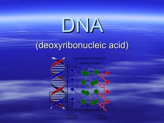DNA
(deoxyribonucleic acid)

 