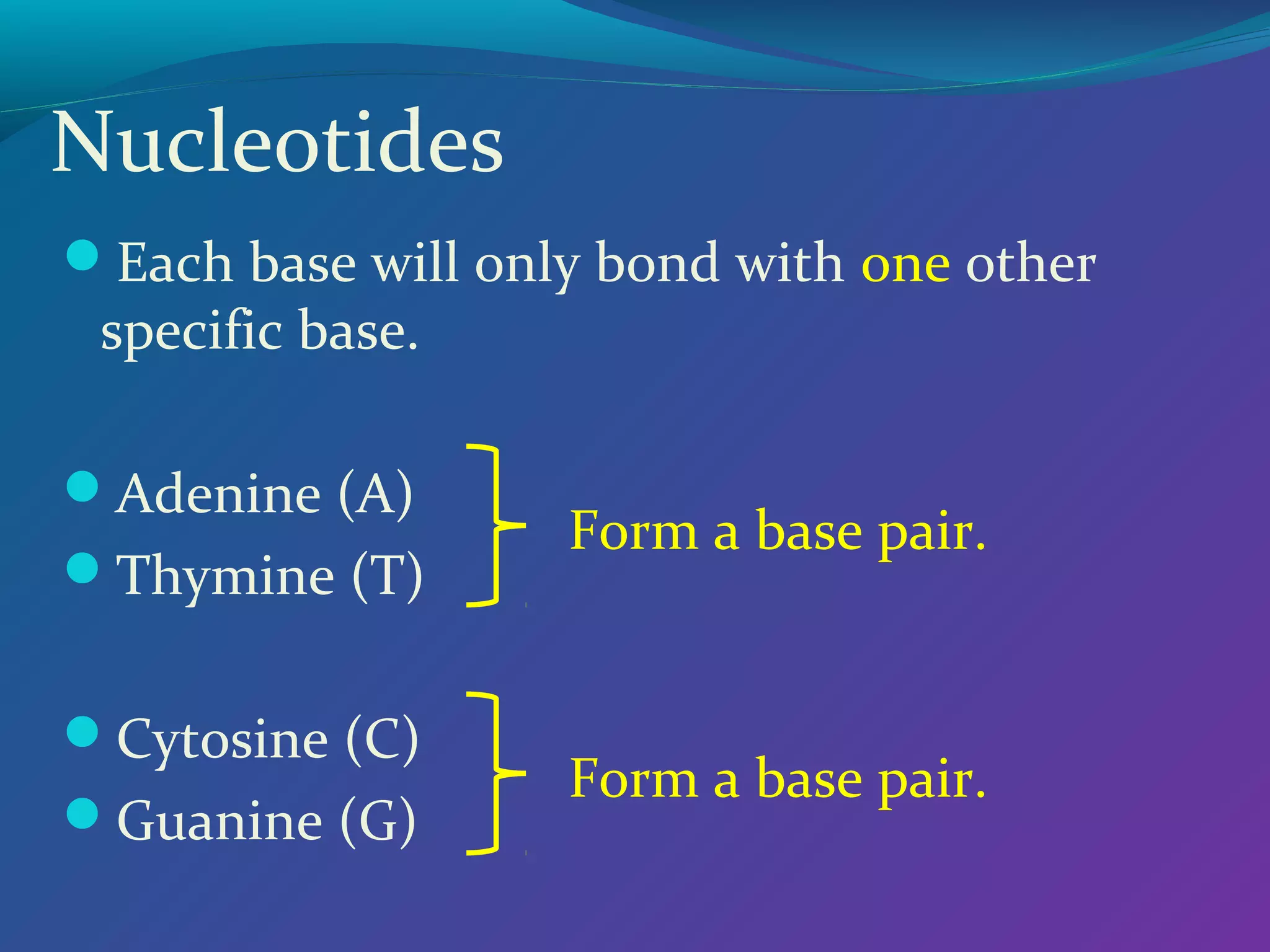 Nucleotides
Each base will only bond with one other

specific base.

Adenine (A)
Thymine (T)
Cytosine (C)
Guanine (G)

Form a base pair.

Form a base pair.

 