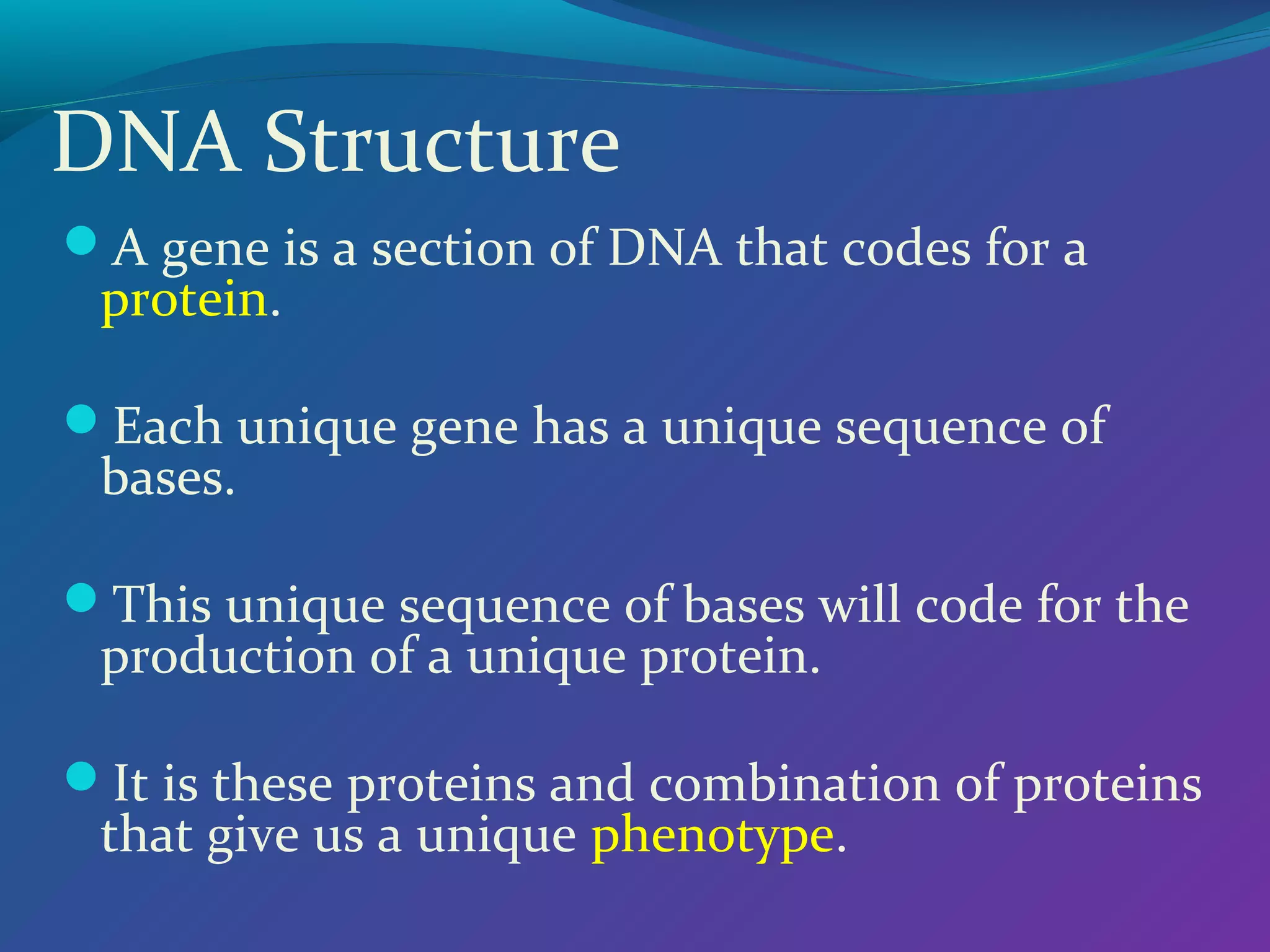 DNA Structure
A gene is a section of DNA that codes for a

protein.

Each unique gene has a unique sequence of

bases.

This unique sequence of bases will code for the

production of a unique protein.

It is these proteins and combination of proteins

that give us a unique phenotype.

 