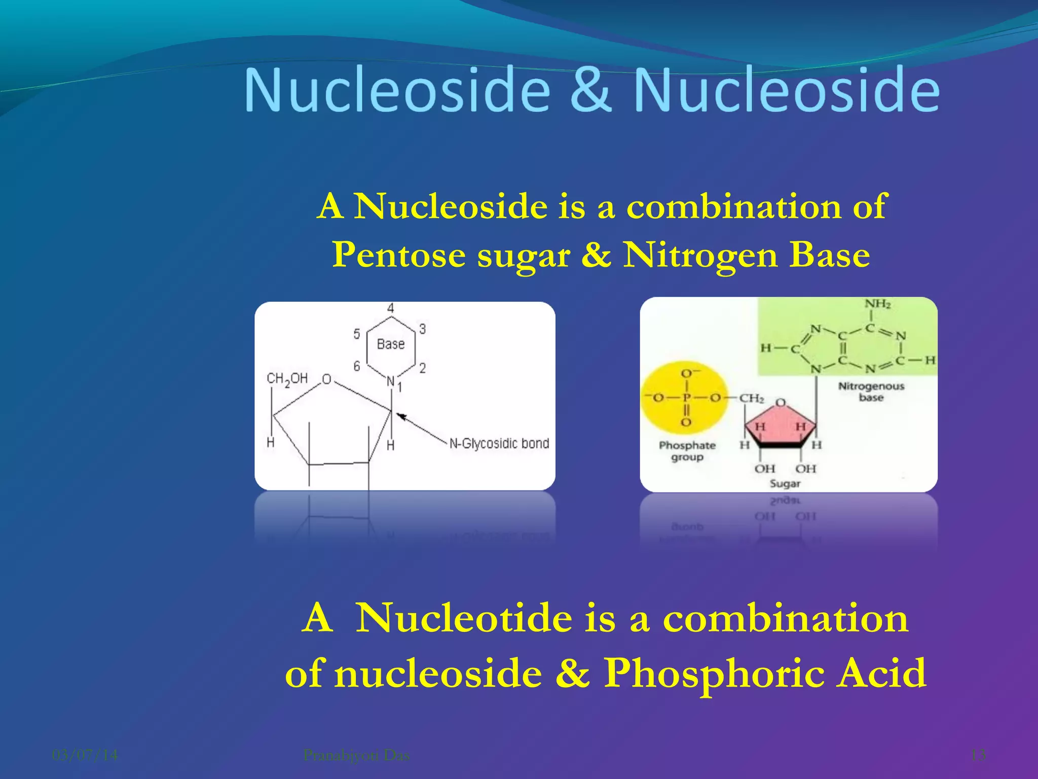 A Nucleoside is a combination of
Pentose sugar & Nitrogen Base

A Nucleotide is a combination
of nucleoside & Phosphoric Acid
03/07/14

Pranabjyoti Das

13

 