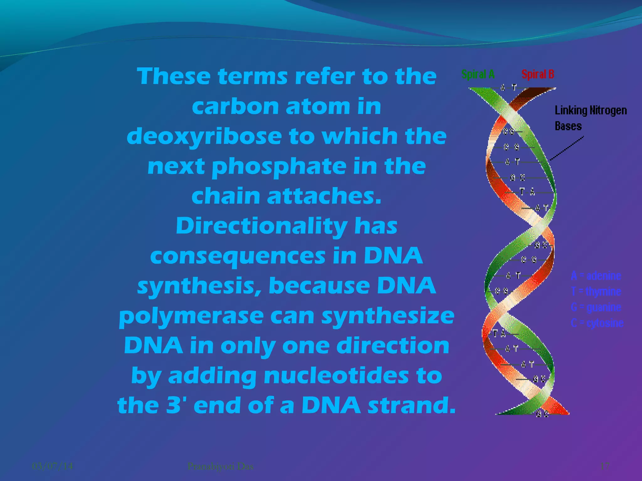 These terms refer to the
carbon atom in
deoxyribose to which the
next phosphate in the
chain attaches.
Directionality has
consequences in DNA
synthesis, because DNA
polymerase can synthesize
DNA in only one direction
by adding nucleotides to
the 3' end of a DNA strand.
03/07/14

Pranabjyoti Das

17

 
