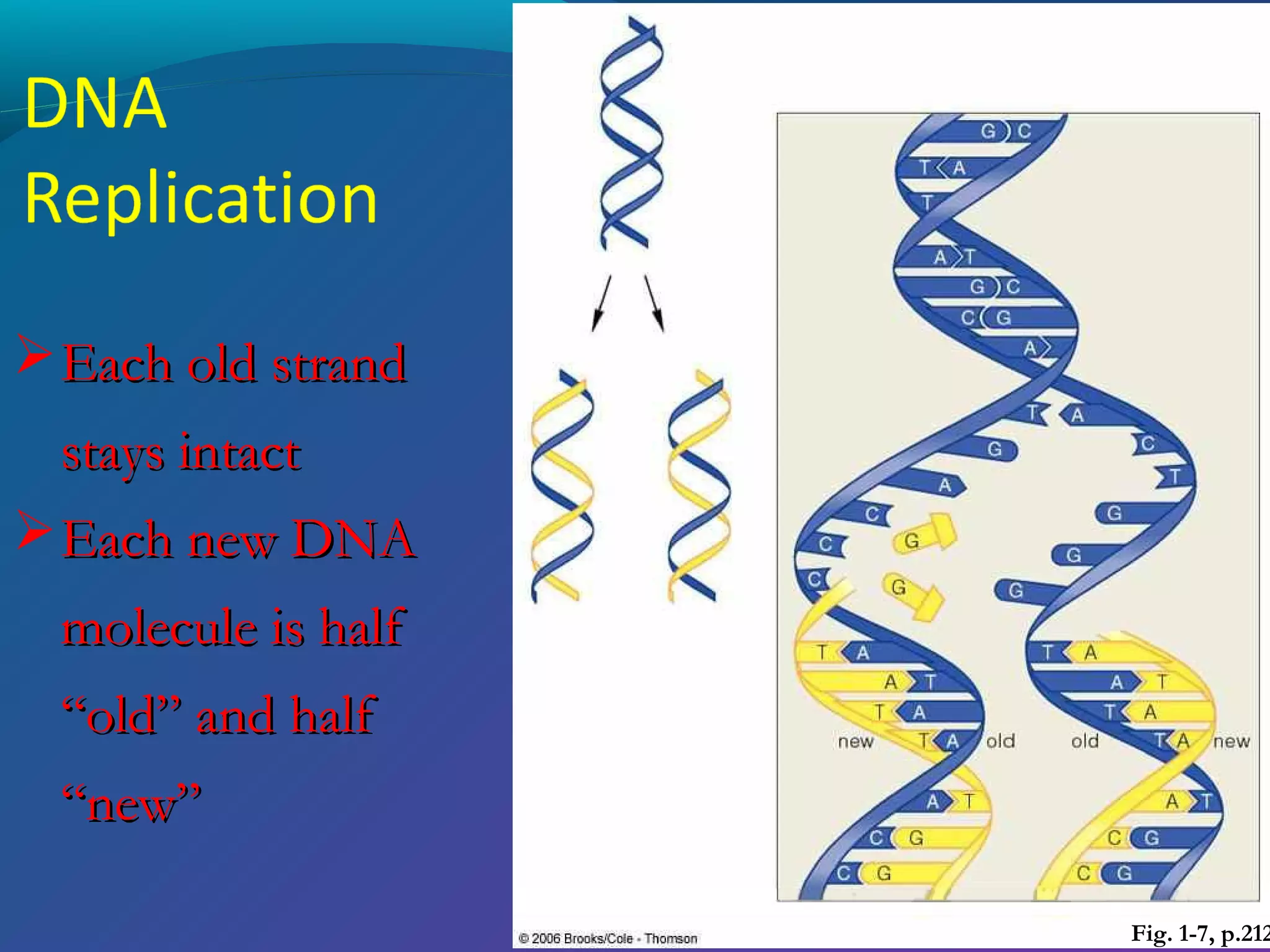  Each old strand
stays intact
 Each new DNA
molecule is half
“old” and half
“new”

Fig. 1-7, p.212

 