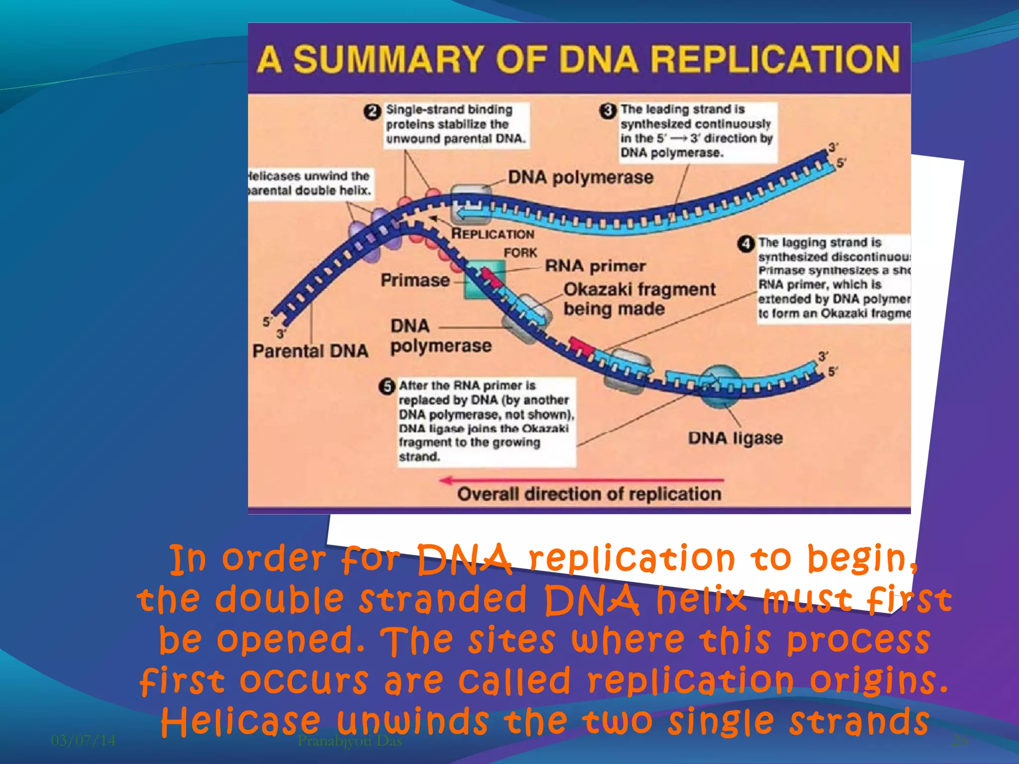 03/07/14

In order for DNA replication to begin,
the double stranded DNA helix must first
be opened. The sites where this process
first occurs are called replication origins.
Helicase unwinds the two single strands 26
Pranabjyoti Das

 