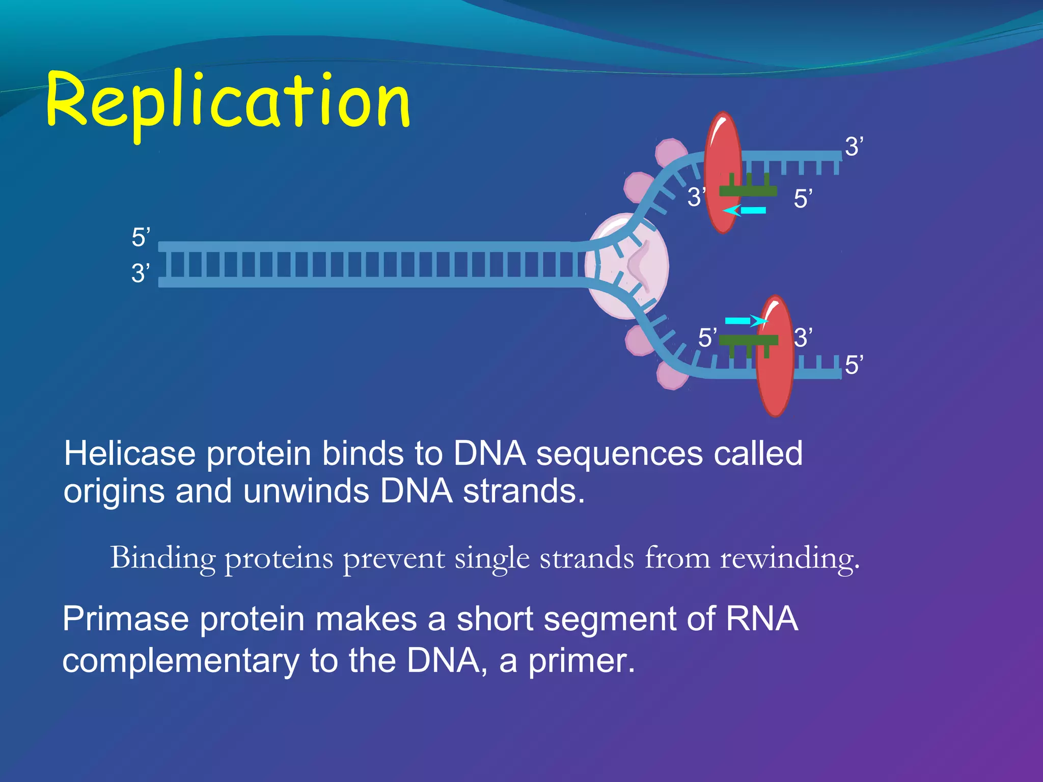Replication

3’
3’

5’

5’
3’
5’

3’

5’

Helicase protein binds to DNA sequences called
origins and unwinds DNA strands.
Binding proteins prevent single strands from rewinding.
Primase protein makes a short segment of RNA
complementary to the DNA, a primer.

 