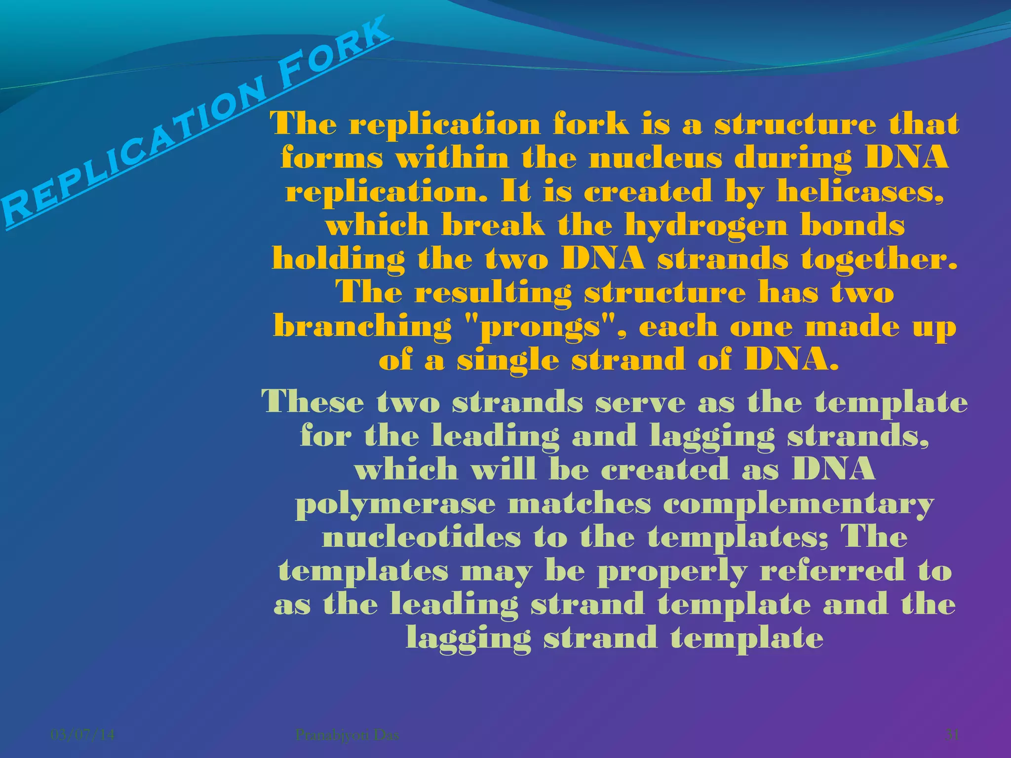 rk
o

F
o n The replication fork is a structure that
ti
forms within the nucleus during DNA
ca
i
pl
replication. It is created by helicases,
e
R
which break the hydrogen bonds

holding the two DNA strands together.
The resulting structure has two
branching "prongs", each one made up
of a single strand of DNA.
These two strands serve as the template
for the leading and lagging strands,
which will be created as DNA
polymerase matches complementary
nucleotides to the templates; The
templates may be properly referred to
as the leading strand template and the
lagging strand template

03/07/14

Pranabjyoti Das

31

 