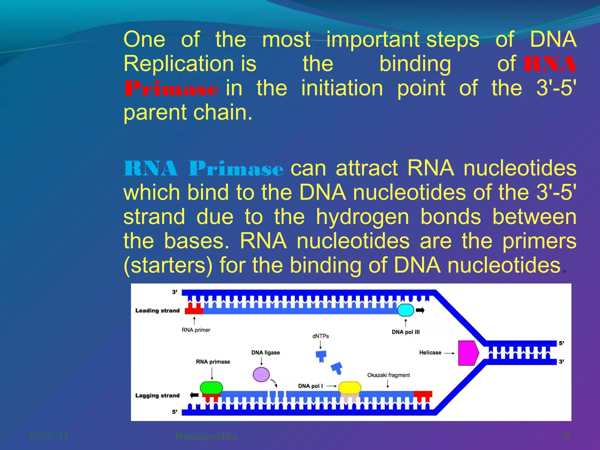 One of the most important steps of DNA
Replication is
the
binding
of RNA
Primase in the initiation point of the 3'-5'
parent chain. 
RNA Primase can attract RNA nucleotides
which bind to the DNA nucleotides of the 3'-5'
strand due to the hydrogen bonds between
the bases. RNA nucleotides are the primers
(starters) for the binding of DNA nucleotides. 

03/07/14

Pranabjyoti Das

38

 