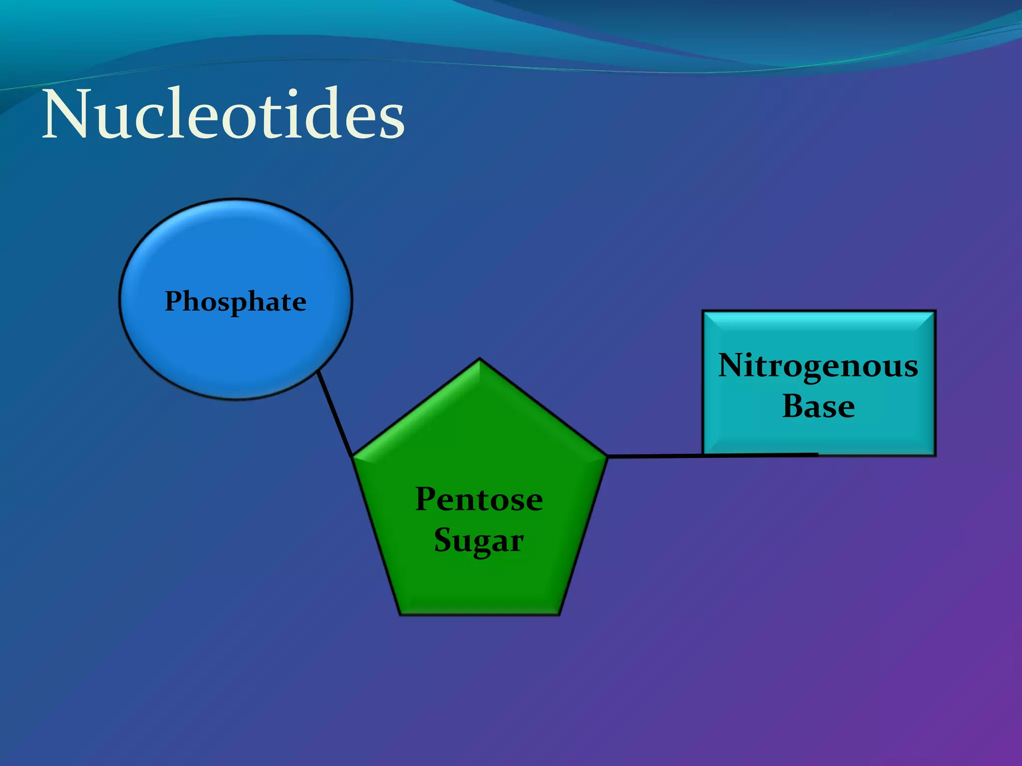 Nucleotides
Phosphate

Nitrogenous
Base
Pentose
Sugar

 