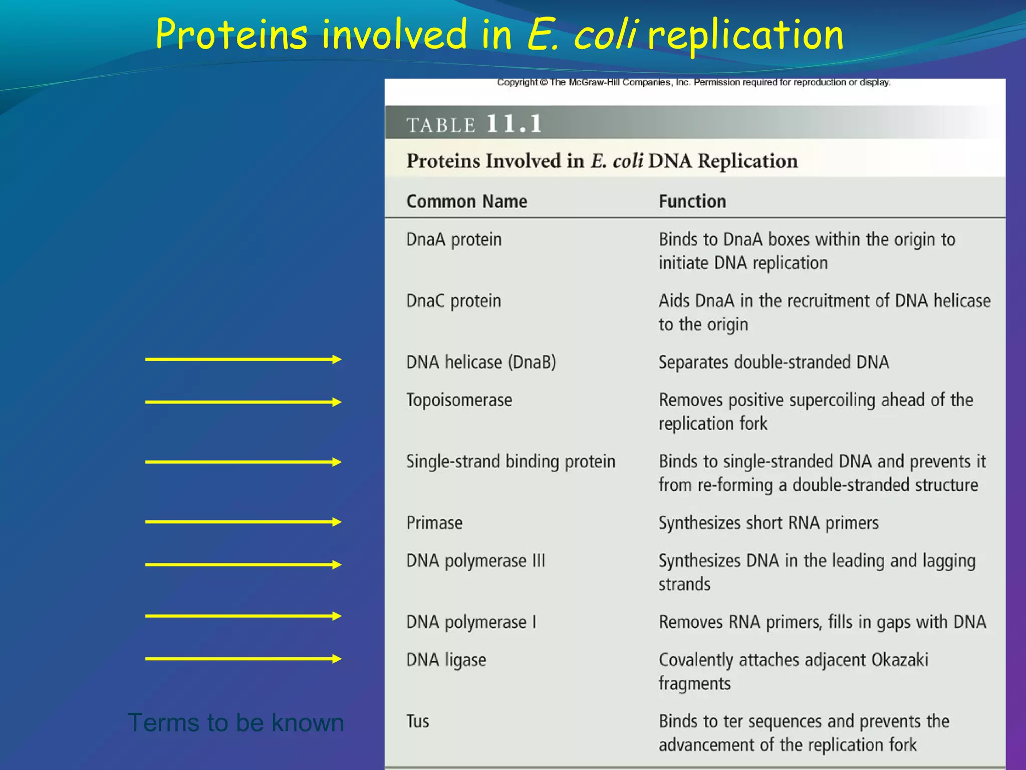 Proteins involved in E. coli replication

Terms to be known

 