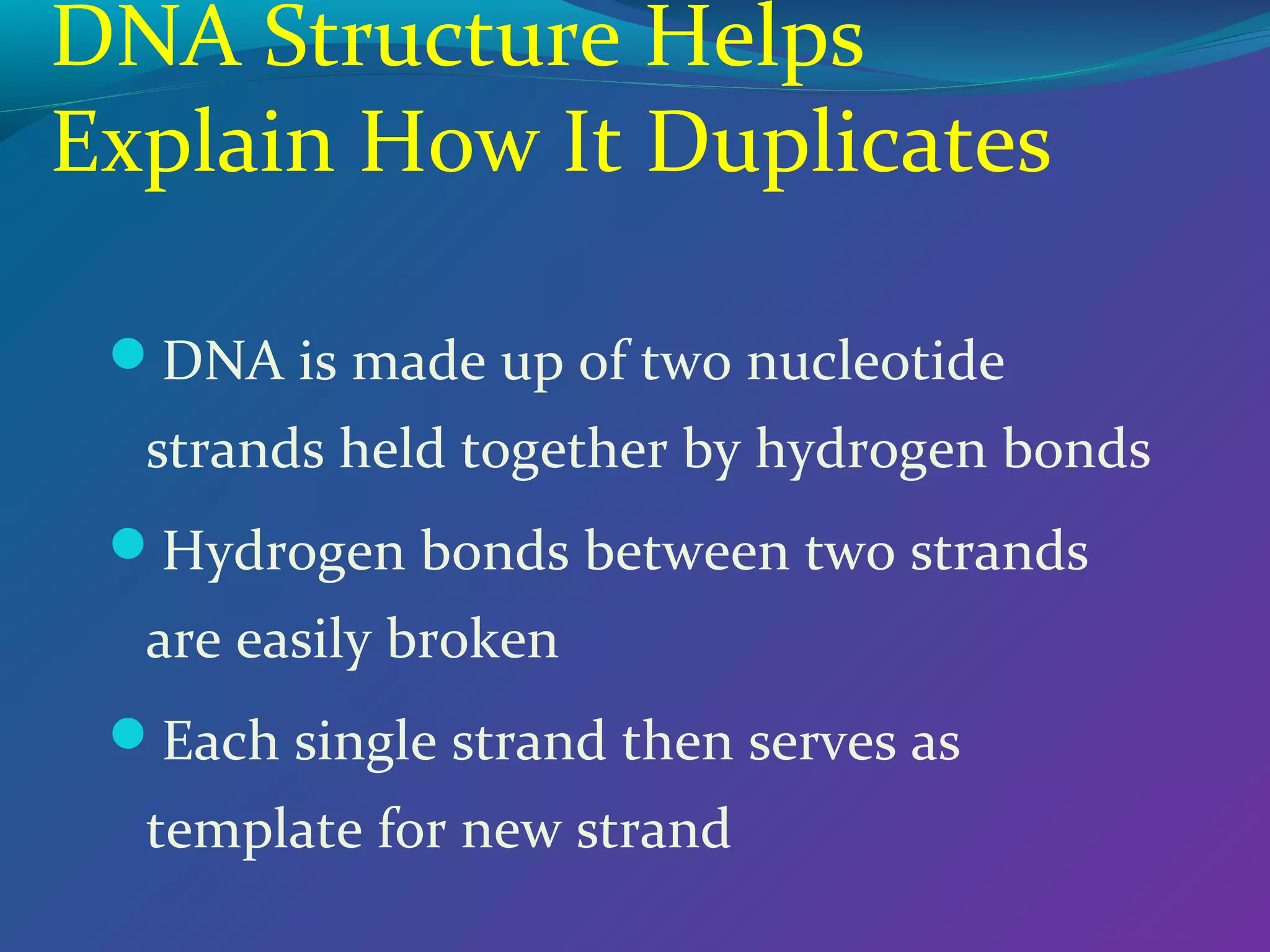 DNA Structure Helps
Explain How It Duplicates
DNA is made up of two nucleotide

strands held together by hydrogen bonds
Hydrogen bonds between two strands

are easily broken
Each single strand then serves as

template for new strand

 
